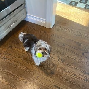 Meet your Posher, Tasha